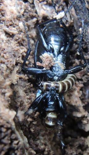 Réf. 242 285 : Denticollis linearis